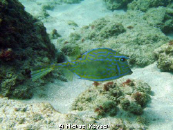 Cowfish on the Inside Reef at Lauderdale by the Sea by Michael Kovach 